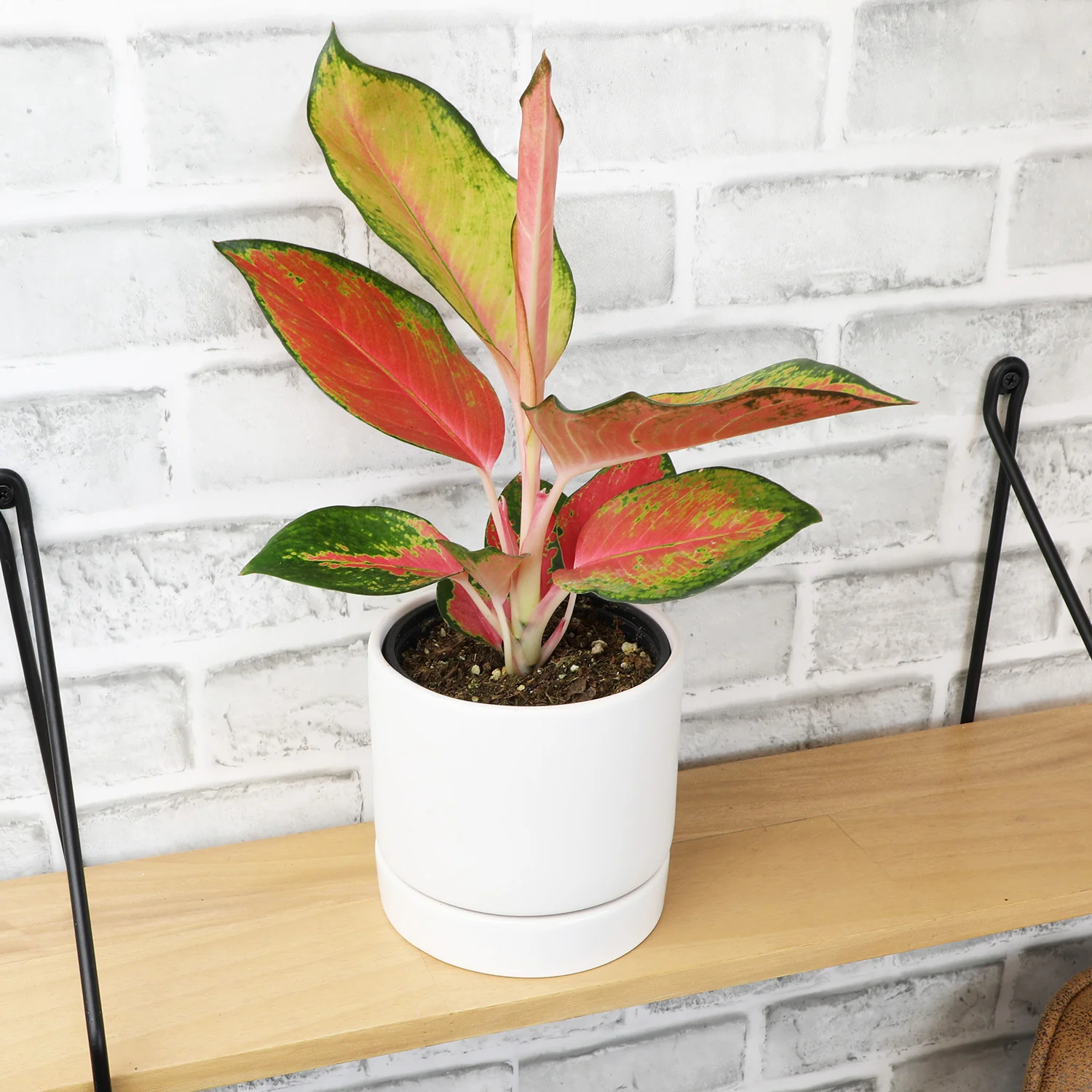 Aglaonema China Red TC v12 Aglaonema China Red TC v12