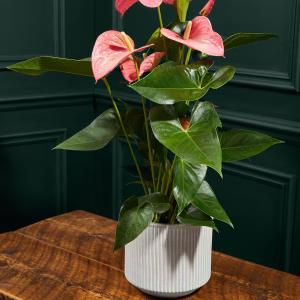 Anthurium Red 70cm