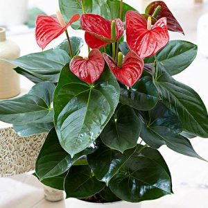 Anthurium Red v12