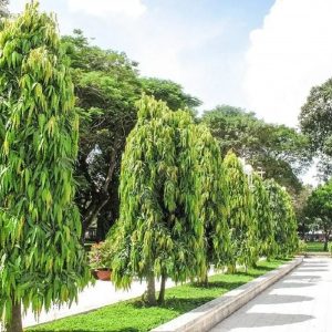 Ashoka Tree Big