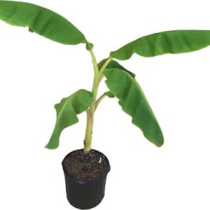 Banana Tree