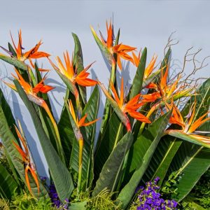 Birds of Paradise