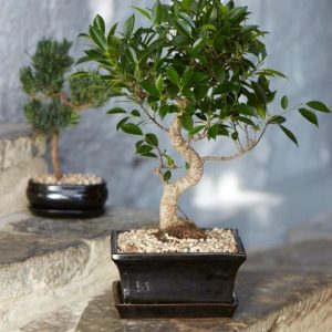 Bonsai with pot