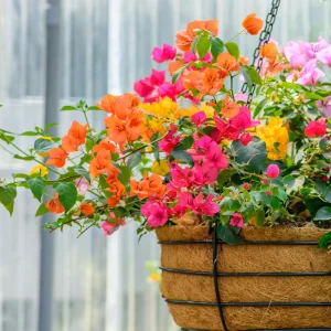 Bougainvillea Mix