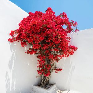 Bougainvillea Red