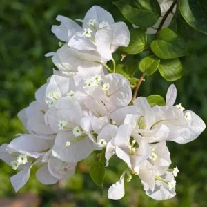 Bougainvillea white