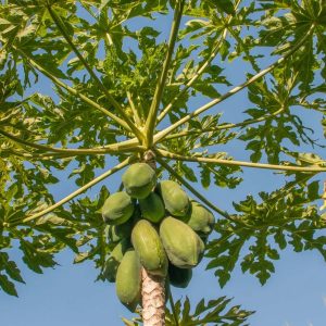 Carica Papaya