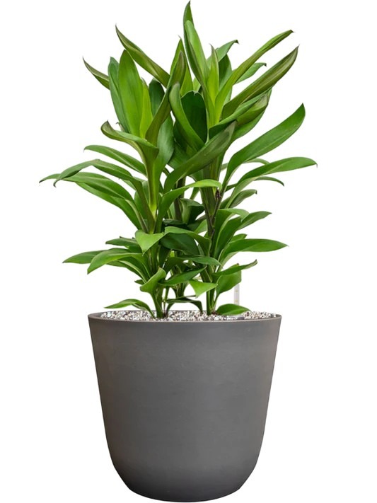 Cordyline 40cm-70cm Cordyline 40cm-70cm