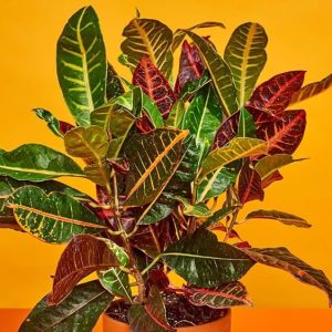 Croton Big