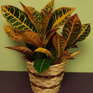 Croton Medium