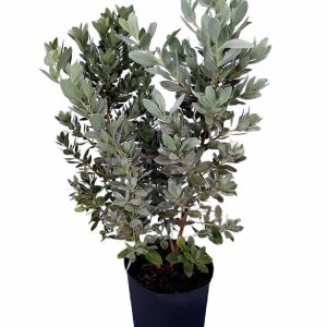 Damas 6l (silver)