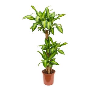 Darceana Massangeana 30cm