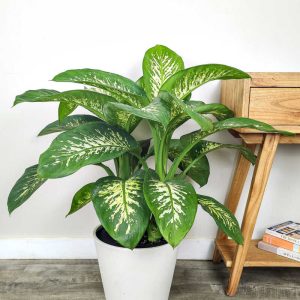 Dieffenbachia Tropic Snow 30ltrs