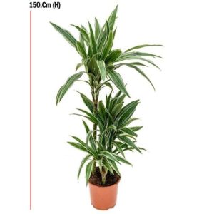 Dracaena Marginata 3pp 150cm