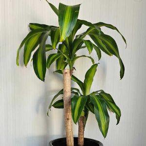 Dracaena Massangeana 10ltrs