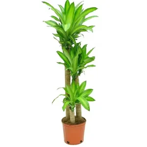 Dracaena Massangeana 3pp 150cm