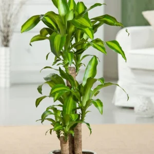 Dracaena Massangeana 4pp 180cm