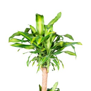Dracaena Massangeana 6ltrs