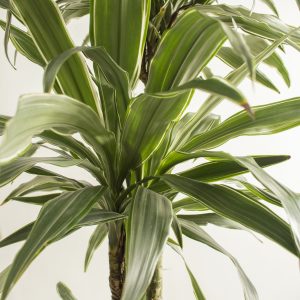 Dracaena Warnekki 2pp 80cm