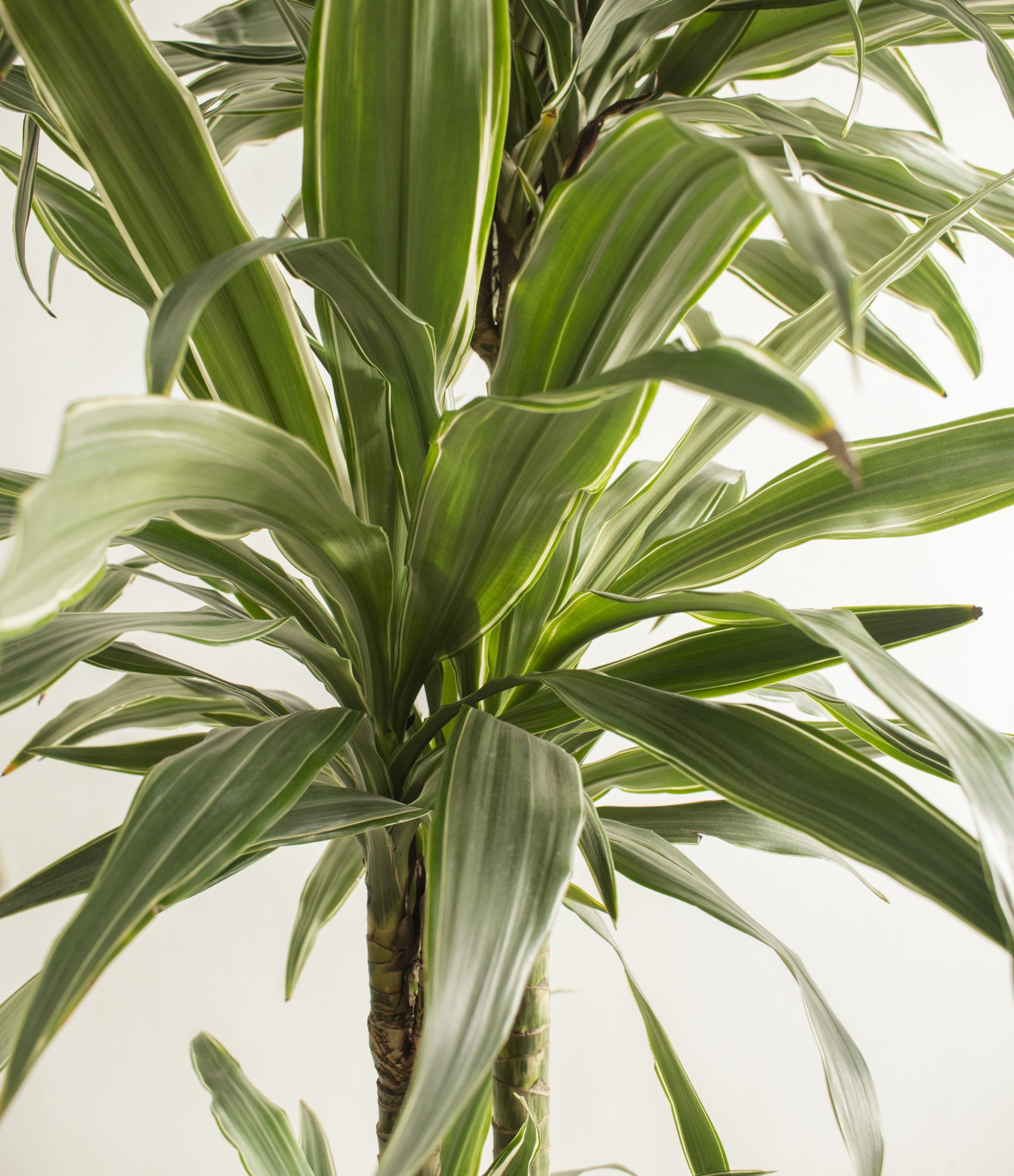 Dracaena Warnekki 2pp 80cm Dracaena Warnekki 2pp 80cm