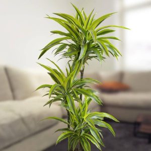 Dracaena lemon lime 3pp 120cm (Holland