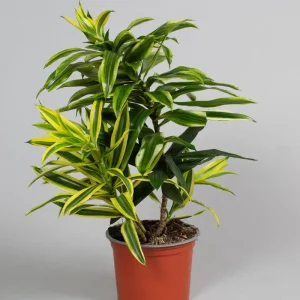 Dracaena song of India 20cm