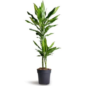 Draceana 2pp 80cm