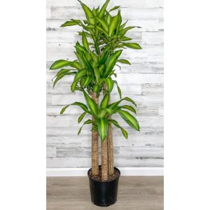 Draceana Massangeana 3pp 120cm