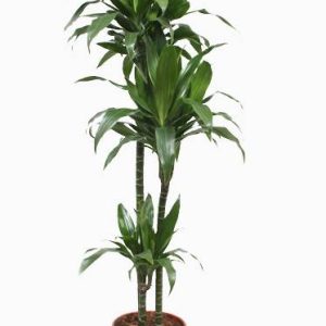 Draceana janet Craig 3pp 100cm Holland