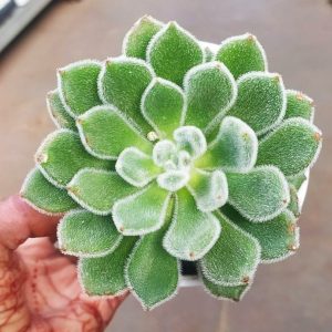 Echeveria 10cm