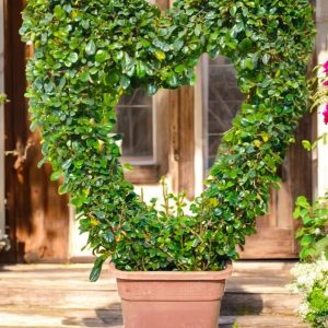 Erithia heart shape