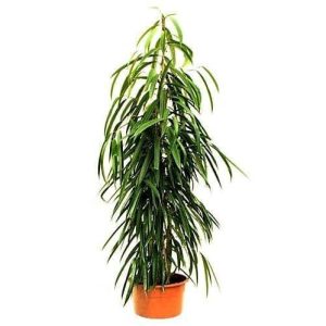 Ficus Amstel Queen/King  120cm