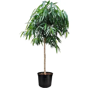 Ficus Amstel Queen Twisted 120cm