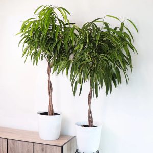 Ficus Amstel Queen Twisted 150cm