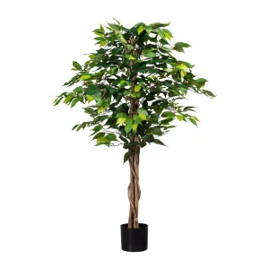 Ficus Benjamina 120cm