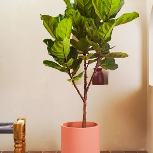 Ficus Lyrata 1m ht
