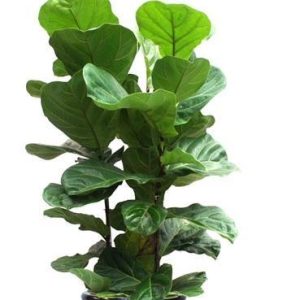Ficus Lyrata 80-100cm