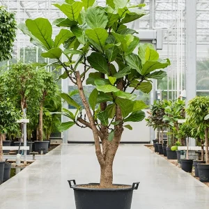 Ficus Lyrata Big