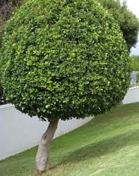 Ficus Nitida round shape