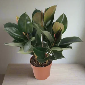 Ficus Robusta 1pp 80cm