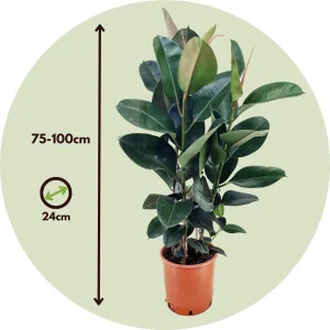 Ficus Robusta 3pp 100cm
