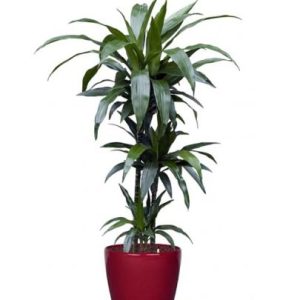 Ficus Robusta3pp 100cm