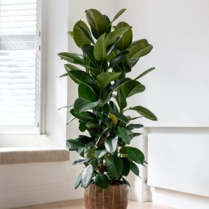 Ficus Rubusta single step 60cm-70cm