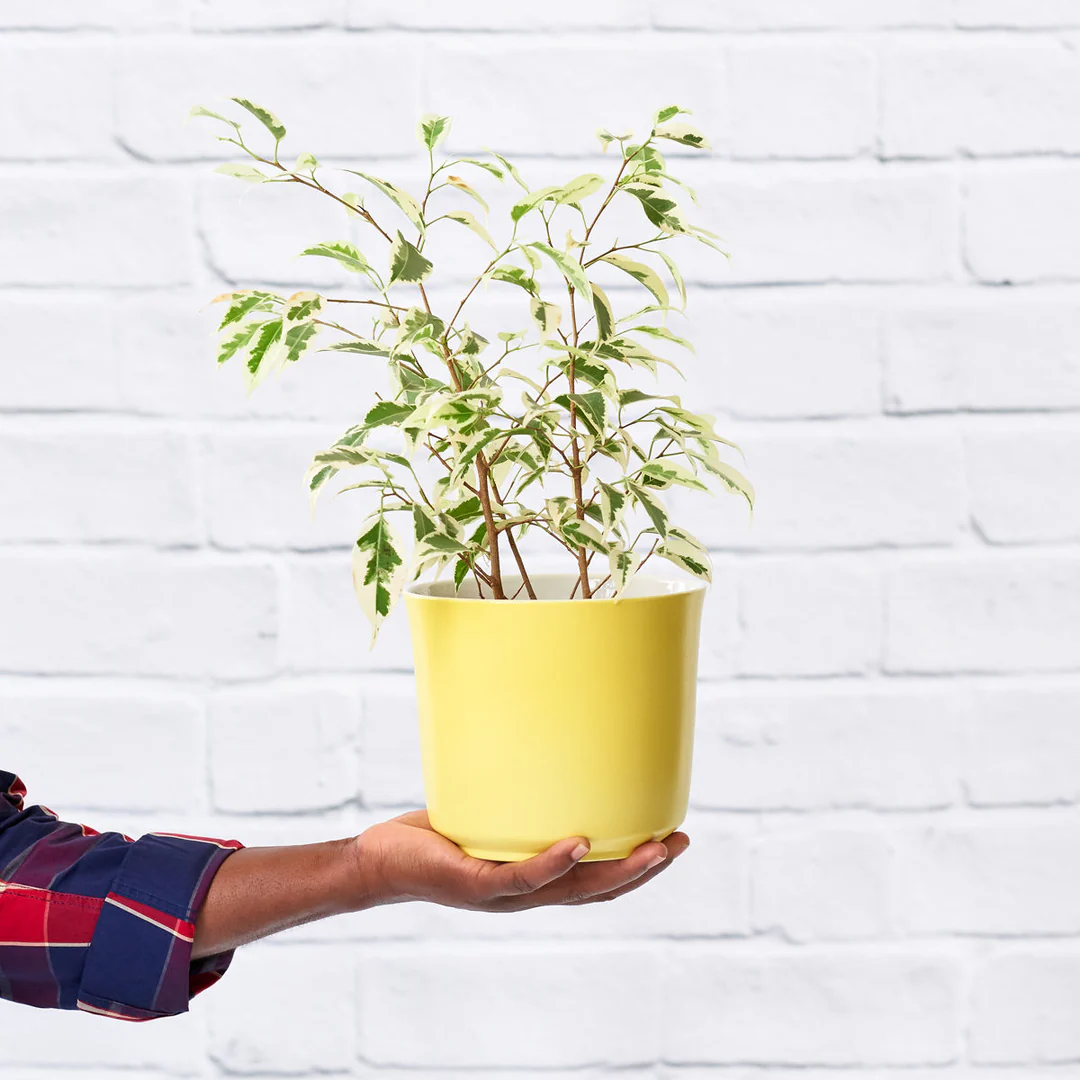 Ficus Starlight 20cm Ficus Starlight 20cm