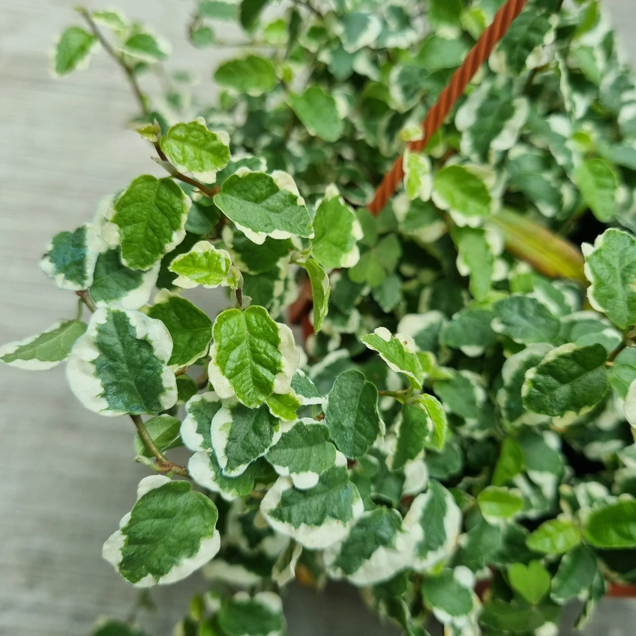 Ficus Sunny 15cm (India) Ficus Sunny 15cm (India)