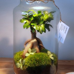 Ficus jar