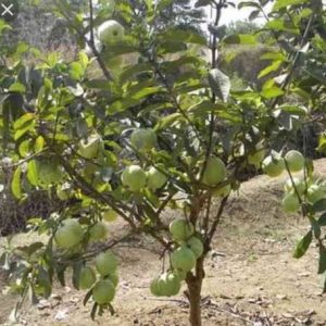 Guava tree