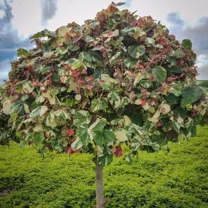 Hibiscus tiliaceus big tree