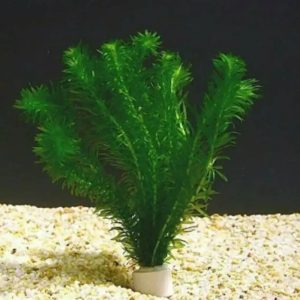 Hydrilla hanging 50cm