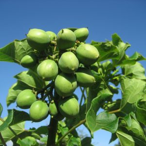Jatropha 30l